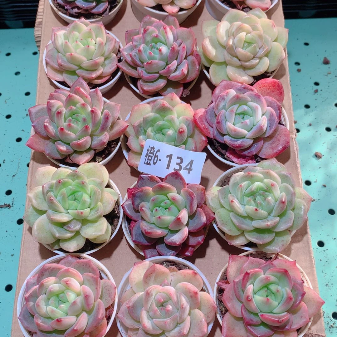6-134一物一拍多肉带盆18颗