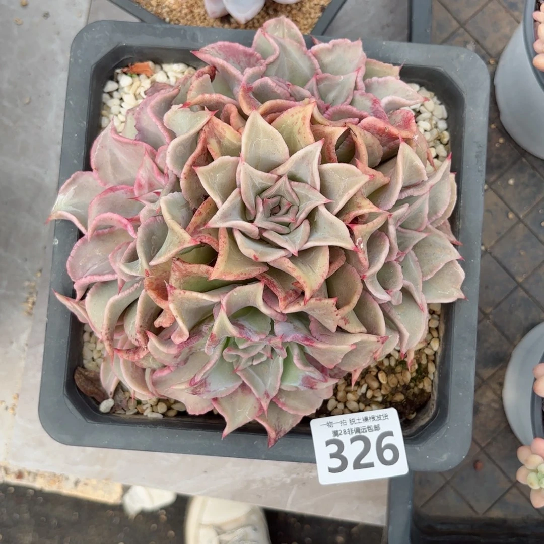 饺子皮老桩无盆土发货