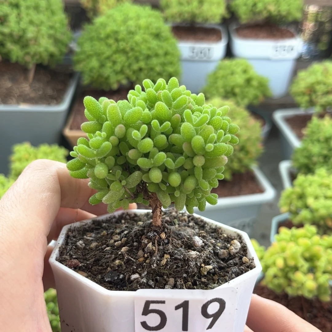 519蜜桔可爱多肉植物