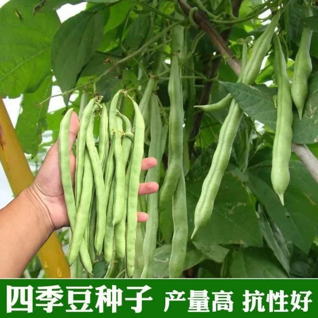 四季豆高产早熟有架四季豆种子爬藤四季播芸豆豆角种子无筋576