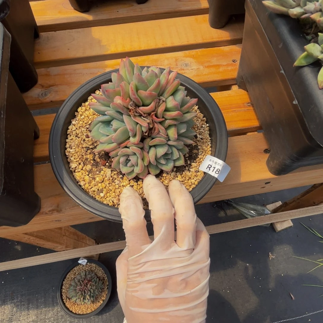 r18泡芙朵朵呀呀呀呀