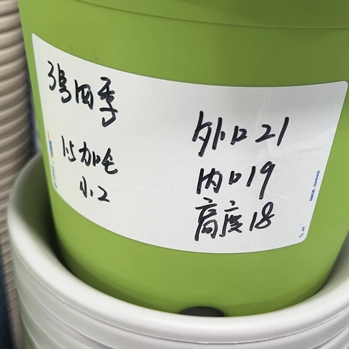 正品3号四季口21高18果绿无托10只
