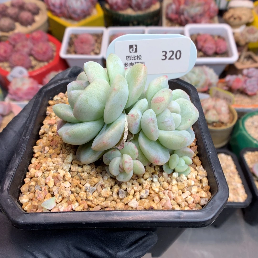 反*序320 冰玉石化多肉
