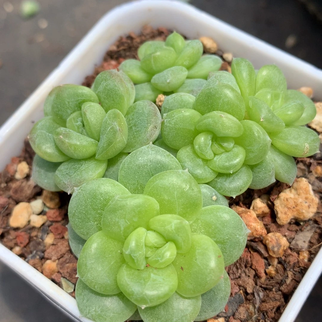 0605-70 白玉珍妮