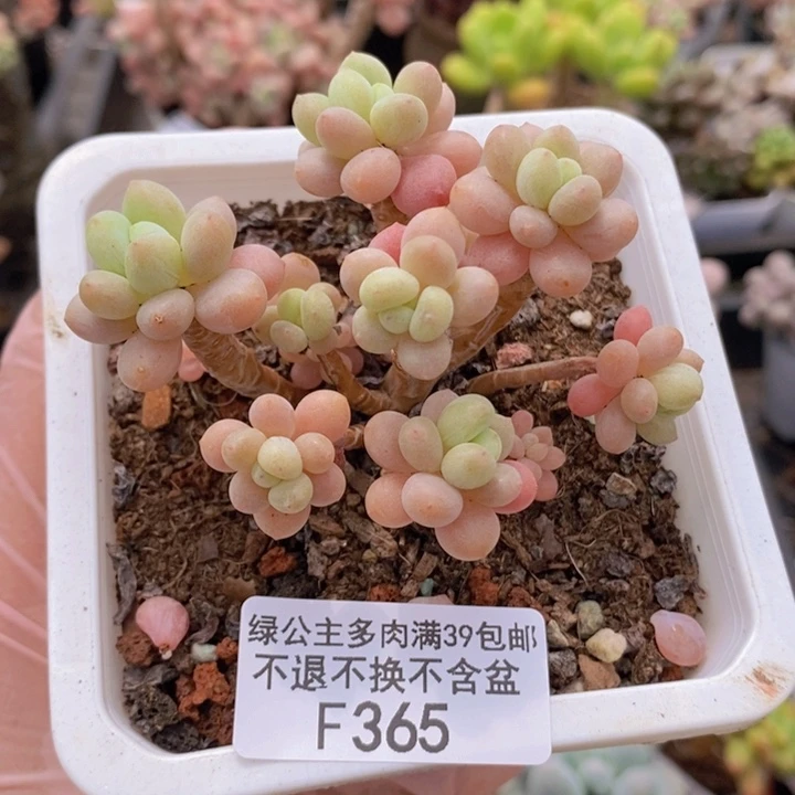 鱼子酱老桩有砍6cm365多肉植物