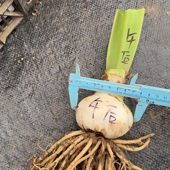 舞蹈皇后7.5～8 开花包对版