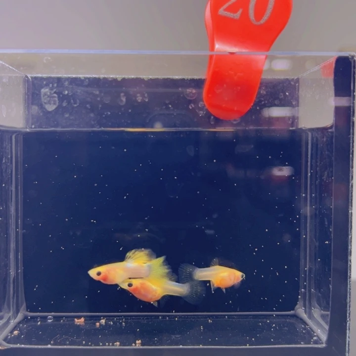 孔雀鱼玻璃猫孔雀鱼20