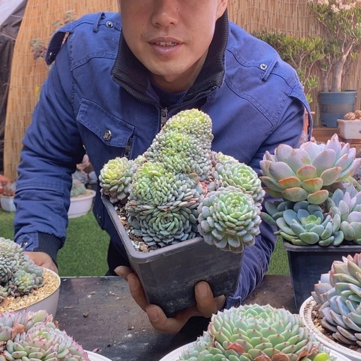 康*231号白胖子多肉