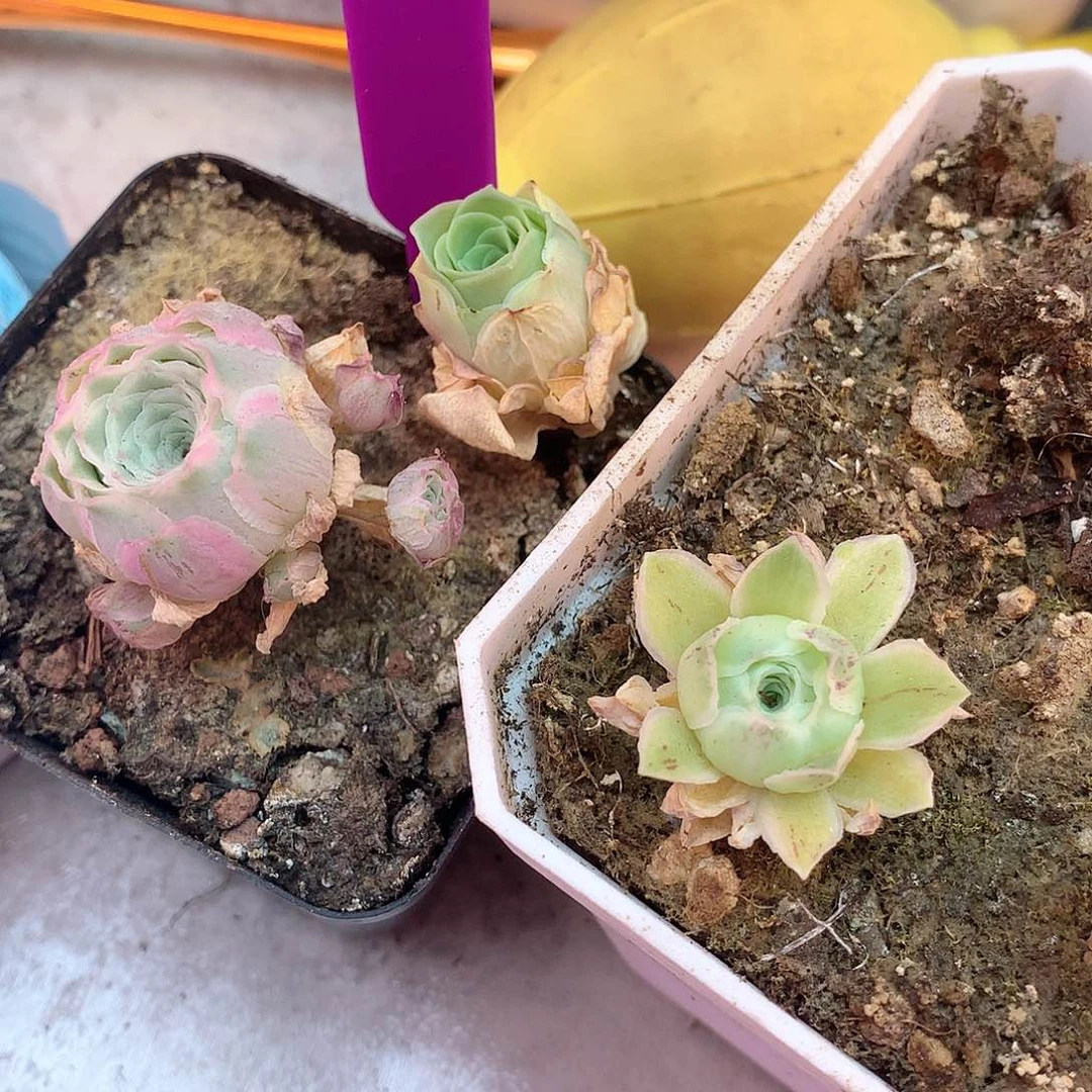 yjj002058 山地玫瑰一物一拍