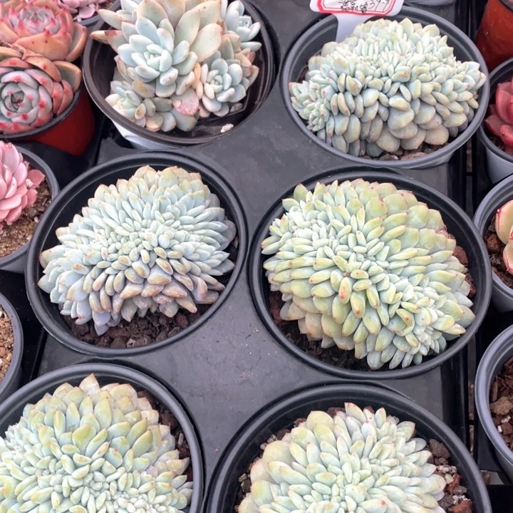 韩橙缀化39.9一盆88888888