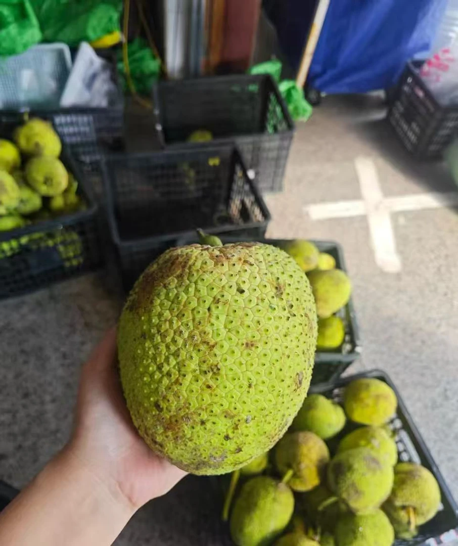 空运自家果园种植的面包果,现摘现卖!果重1.3-2斤发货爆款