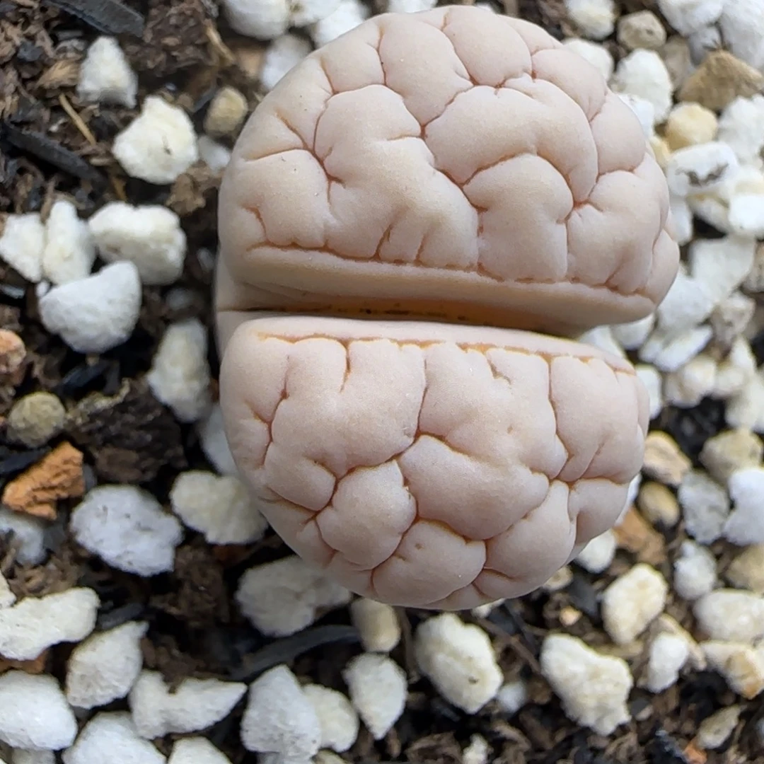 380白肌大脑纹189大棚直播