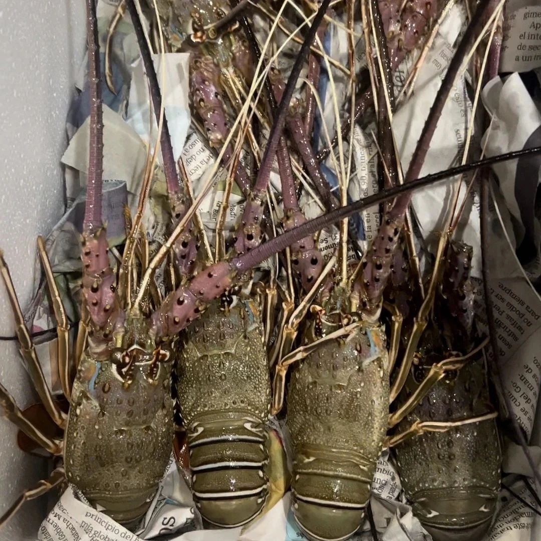 小青龙 到手10只福利装 鲜活发货到家包鲜不包活