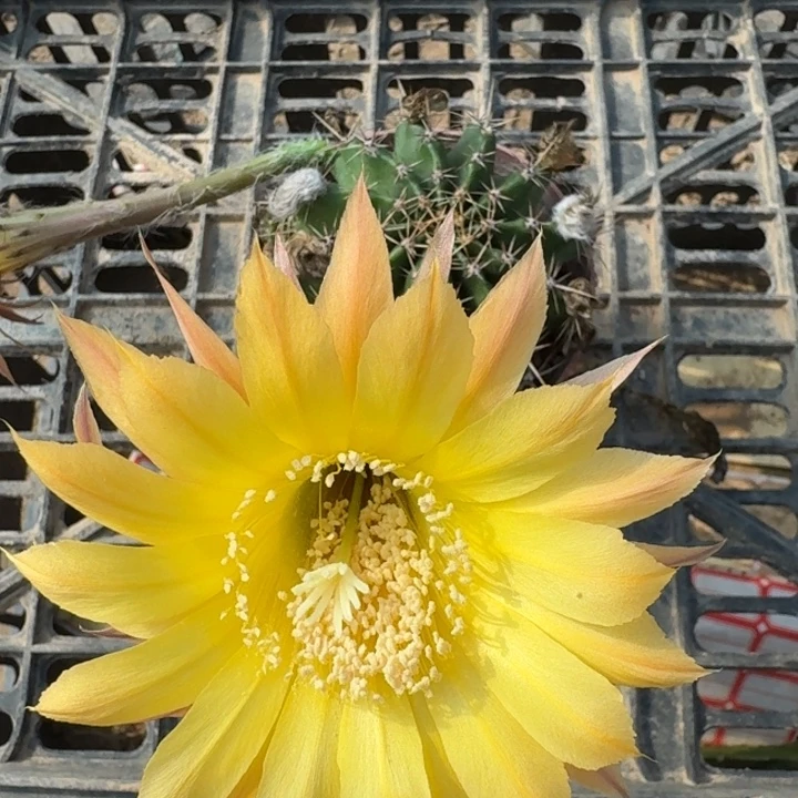241彩草根掰花脱土发货斑，20包邮