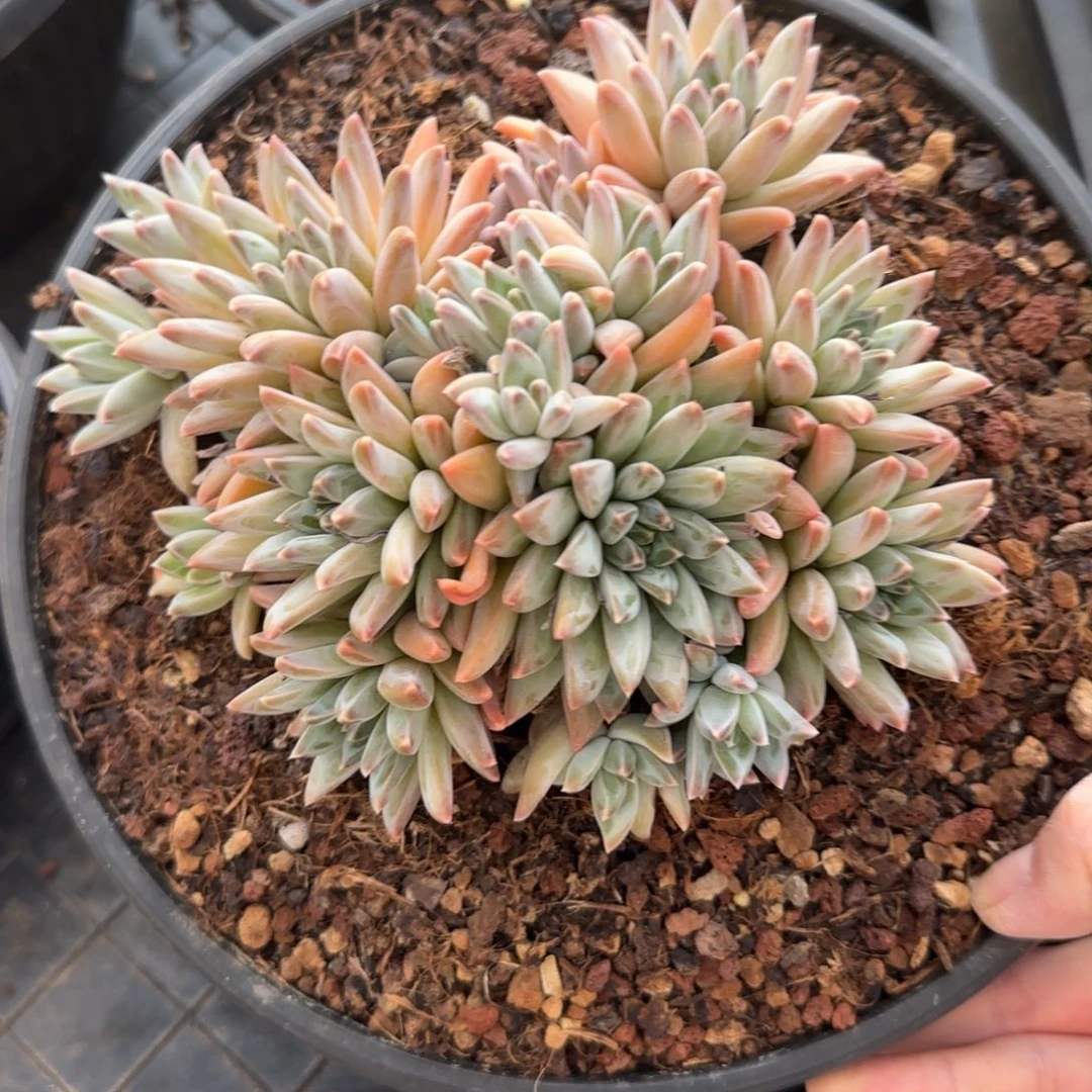多肉植物一物一拍