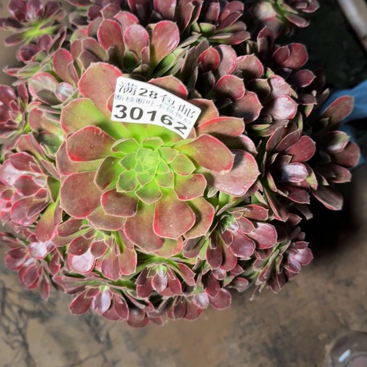 30162玫瑰多肉植物
