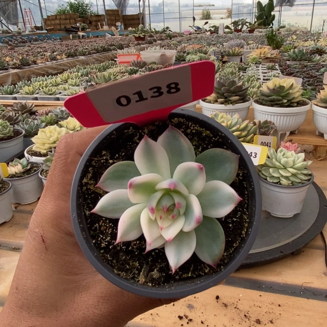 0138吉娃娃哈哈哈哈