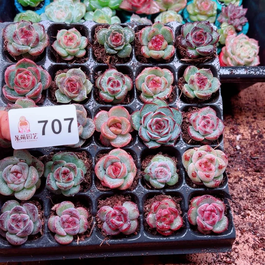 缓***缓多肉植物多肉植物
