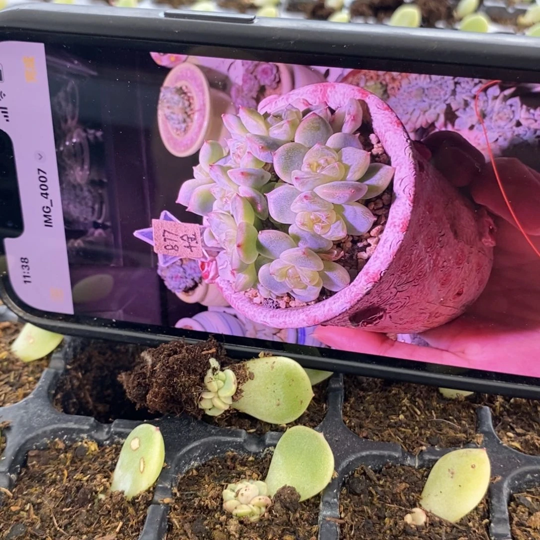 穴盘甜心877芽苗一个