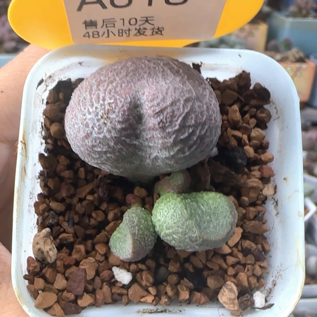 福利。    618。
