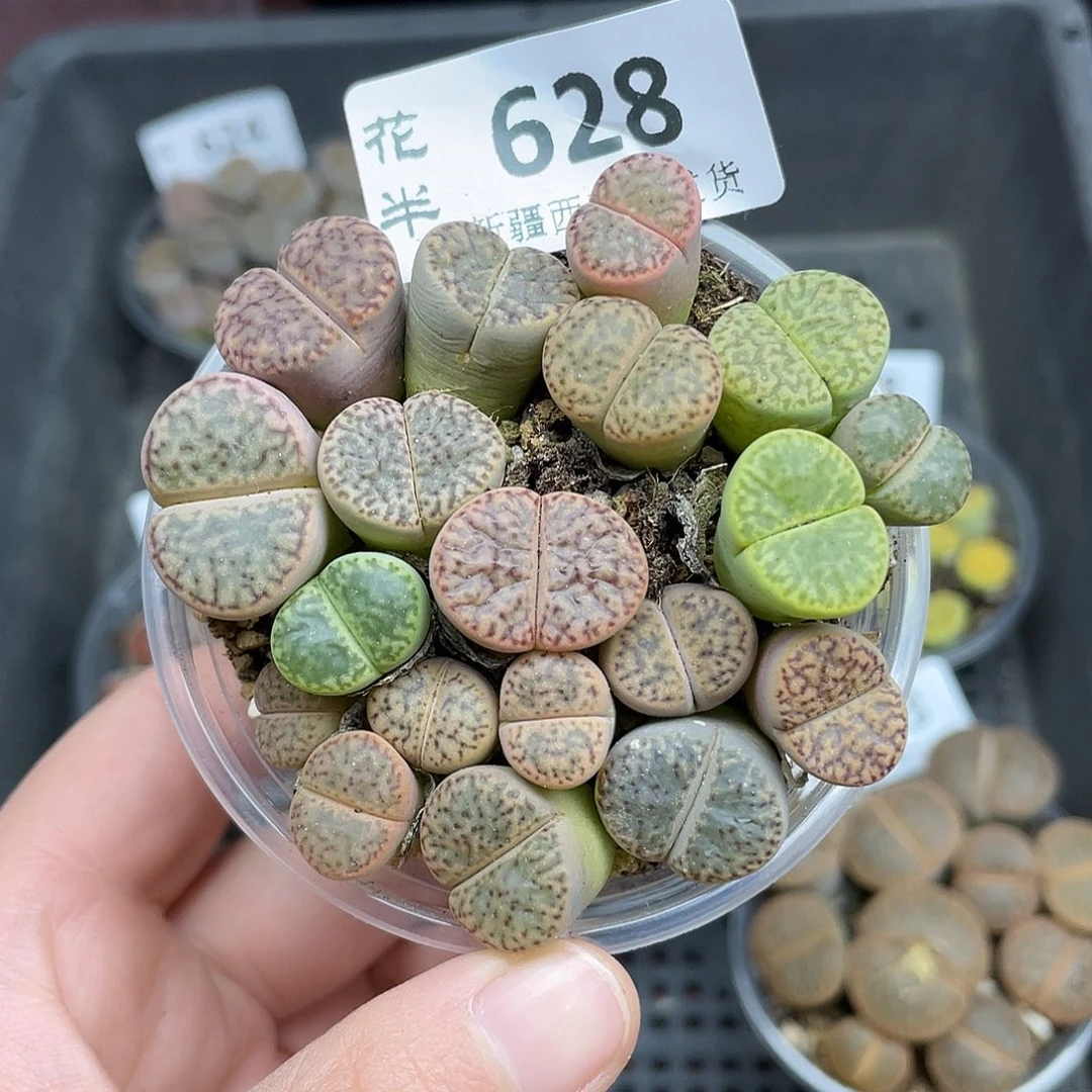 62800000花花花花花