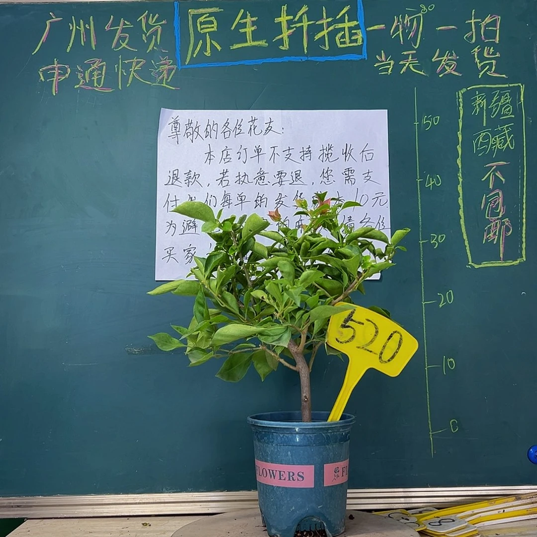 当前无花栽培后可以开花佩德罗520