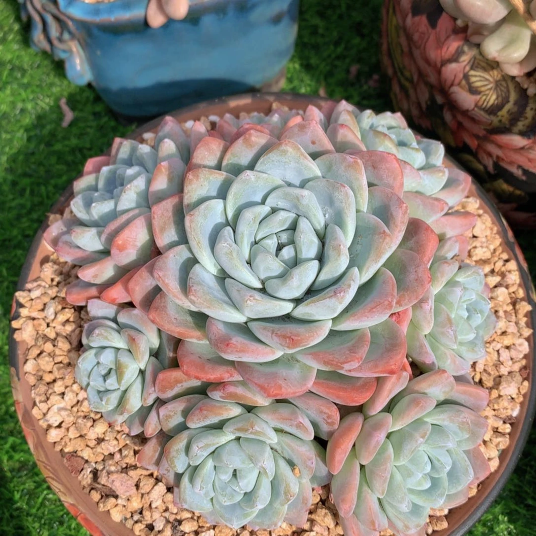 冰玉手捧17 公分一物一拍