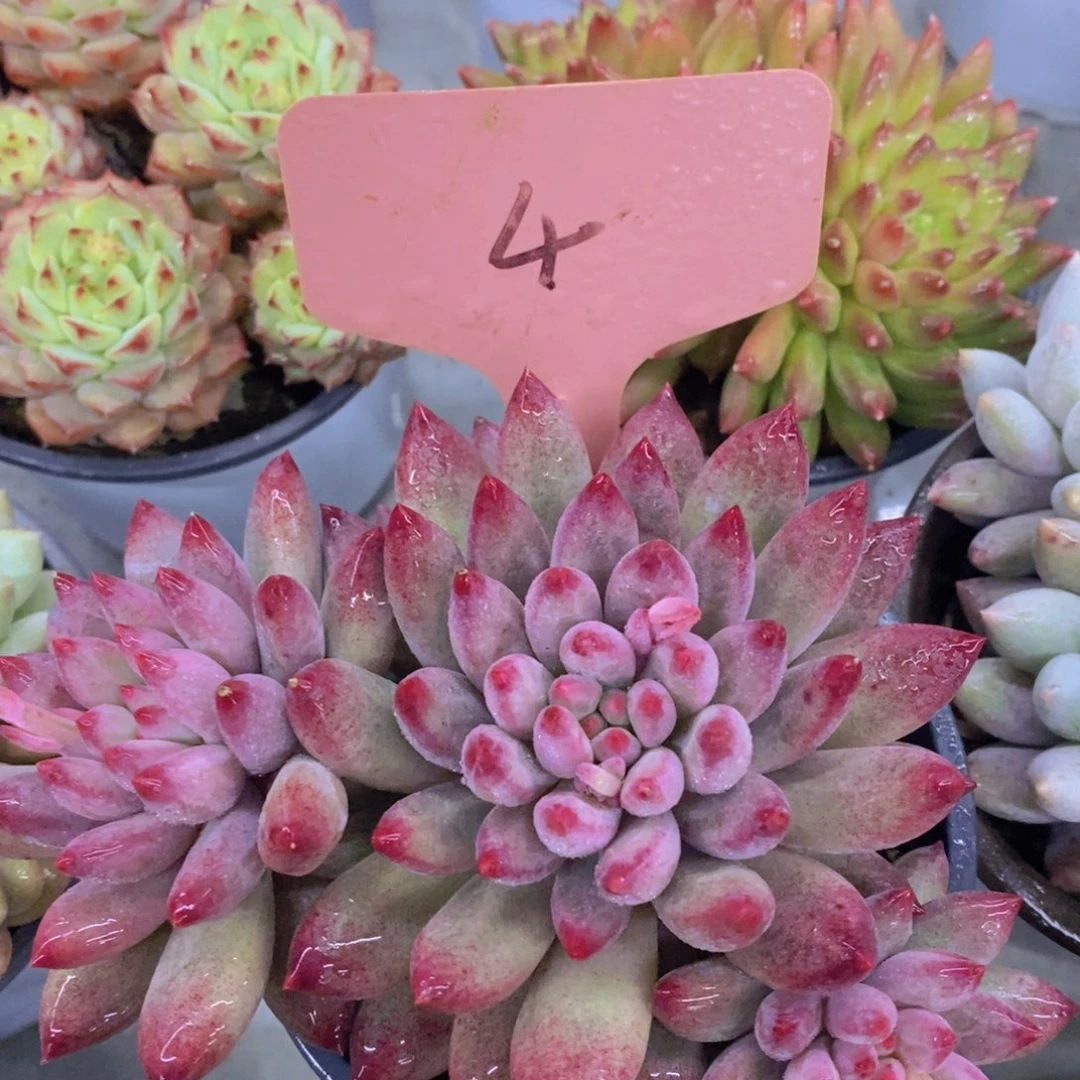 清货转场，一单包邮，满5宋1