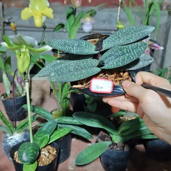 全部花苞带营养杯发货