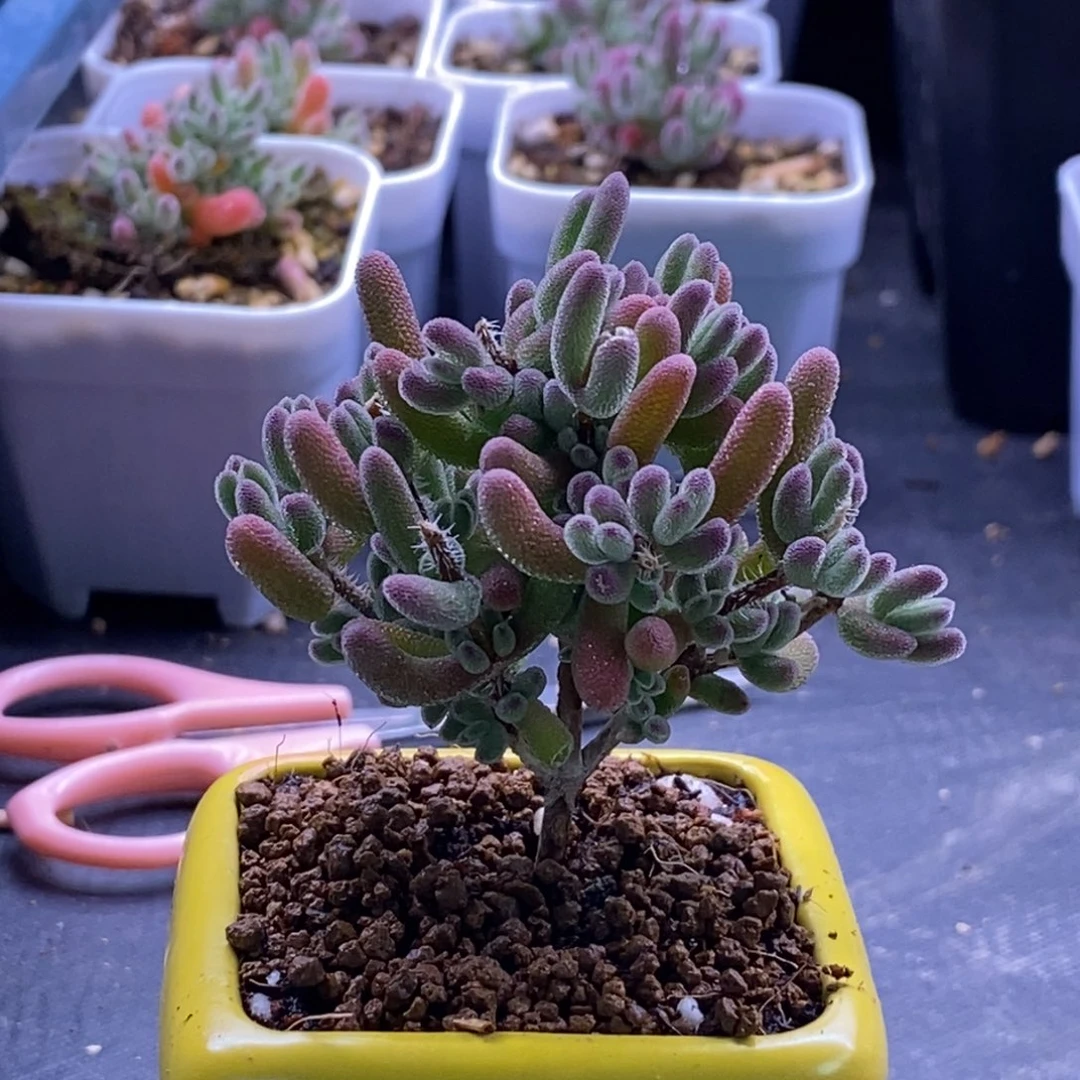 萱****?55红钻带盆。