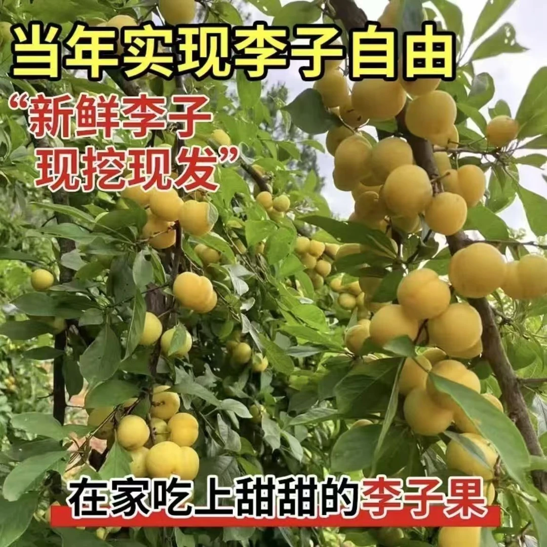 蜂糖李子树苗脆红李嫁接果树苗清脆李盆栽地栽南北方种植当年结果