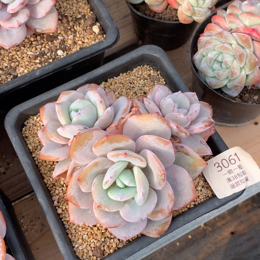 13.5厘米三头奶茶多肉3061