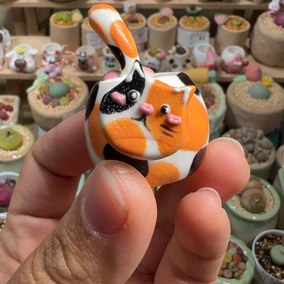 多肉植物77号拇指盆