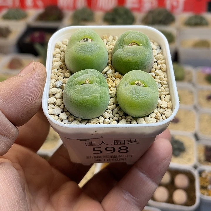 佳人园艺多肉生石花崔光598