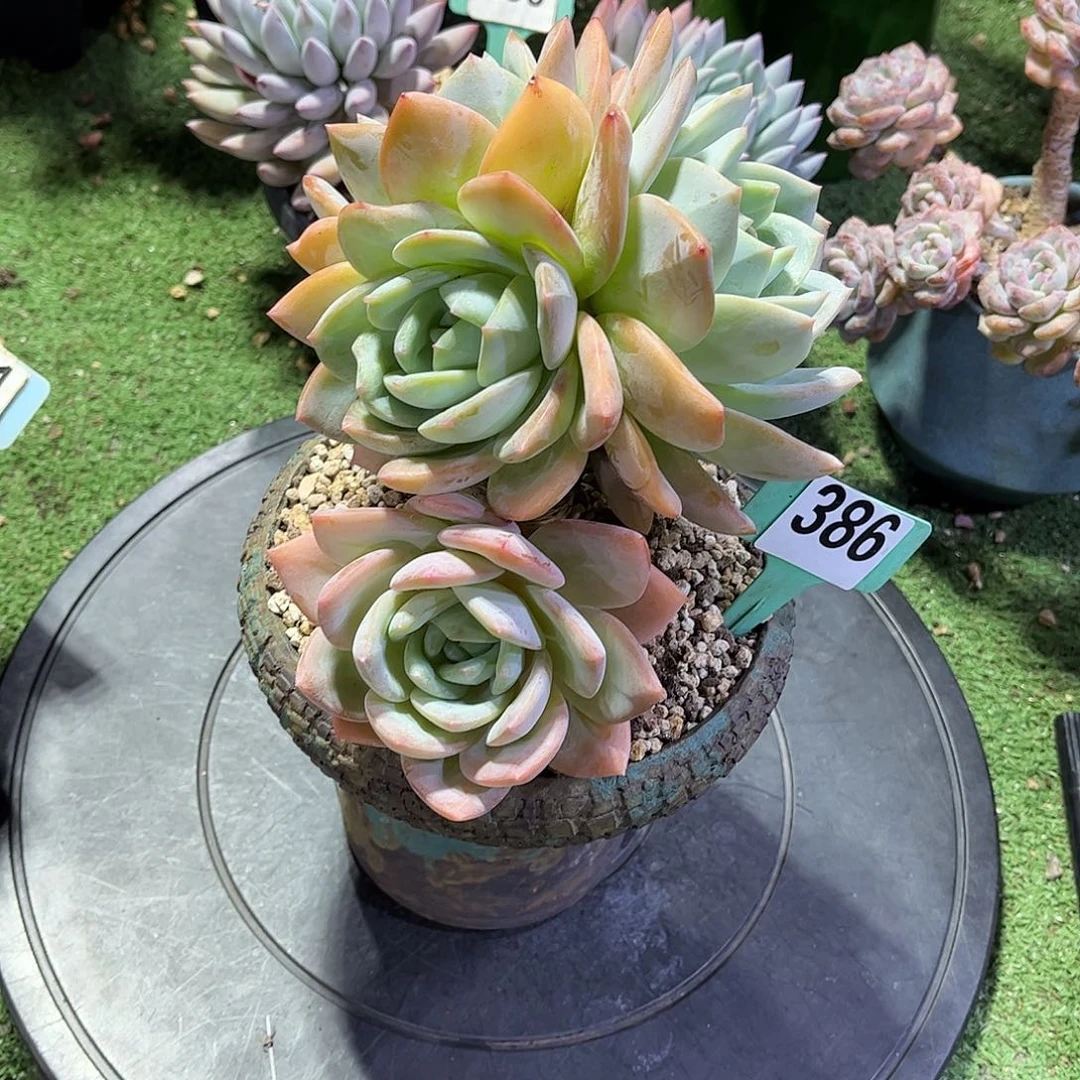 半***义凤城多肉植物保护386