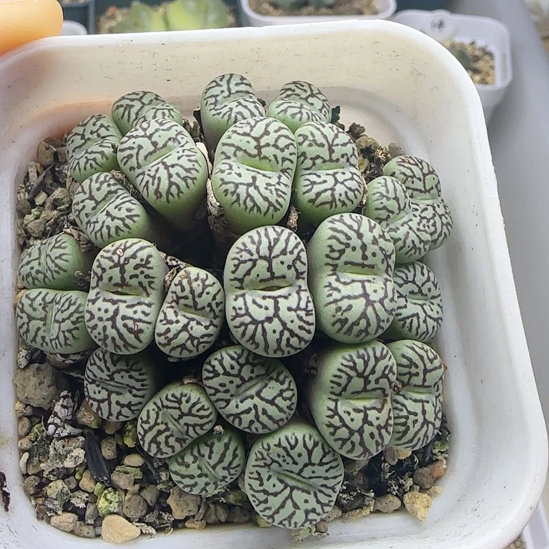 枝纹墨小锥一大群