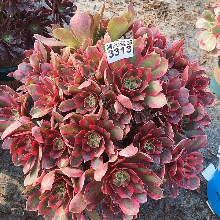 3313 一颗女神法师