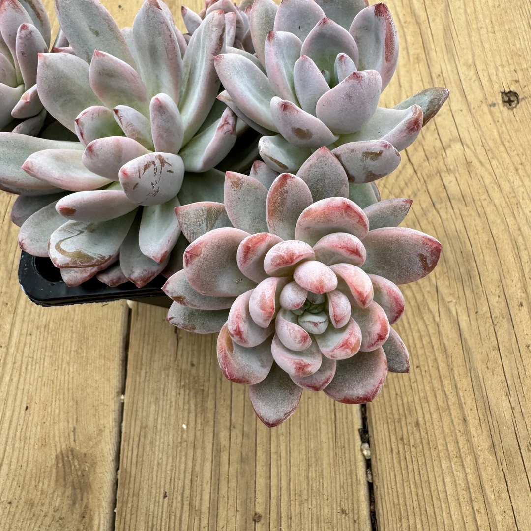 092-星星雪-从前慢花园东云系多肉植物多肉花卉多肉盆栽