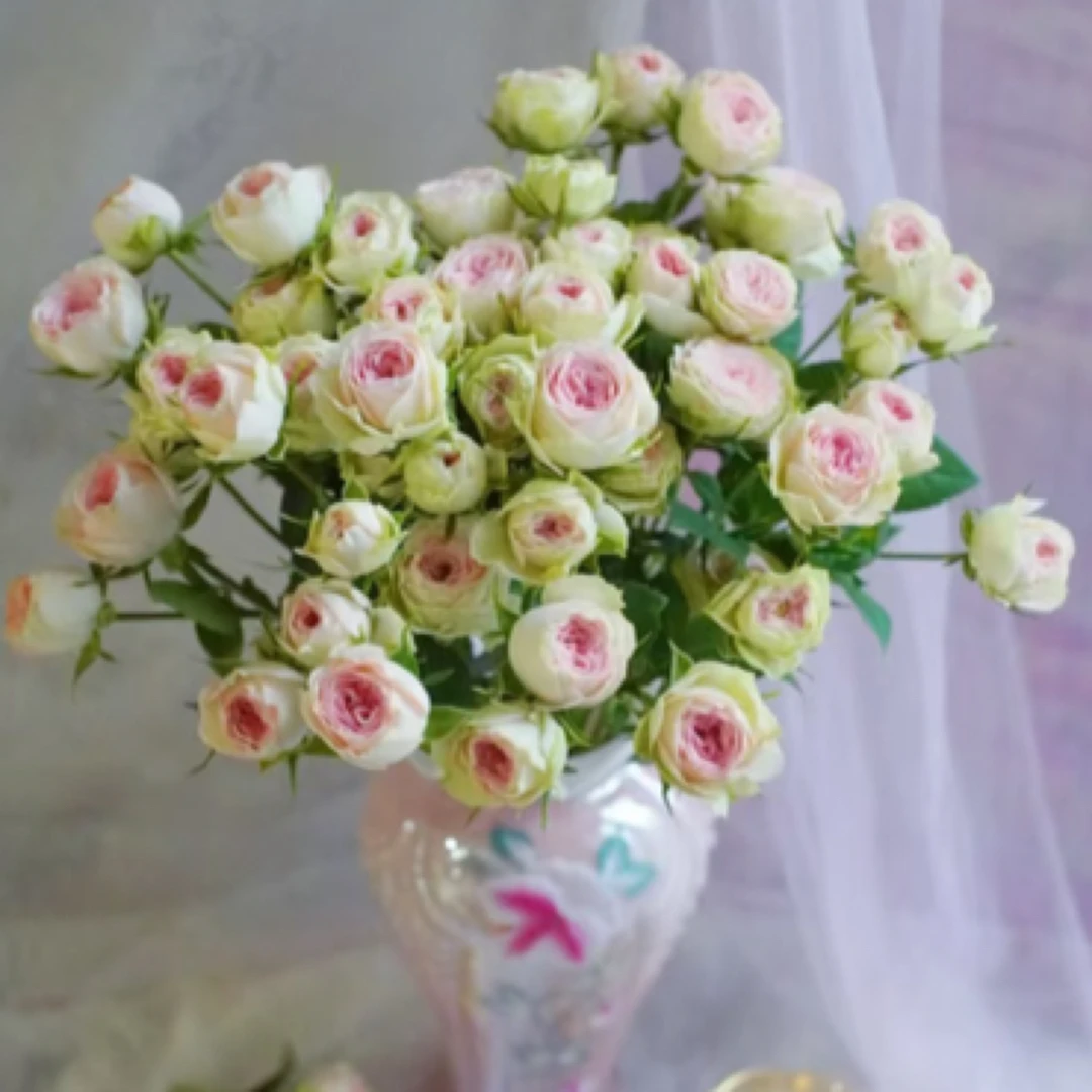 宝贝凯蒂多头泡泡  --多头玫瑰  云南基地直发  任意两单起发