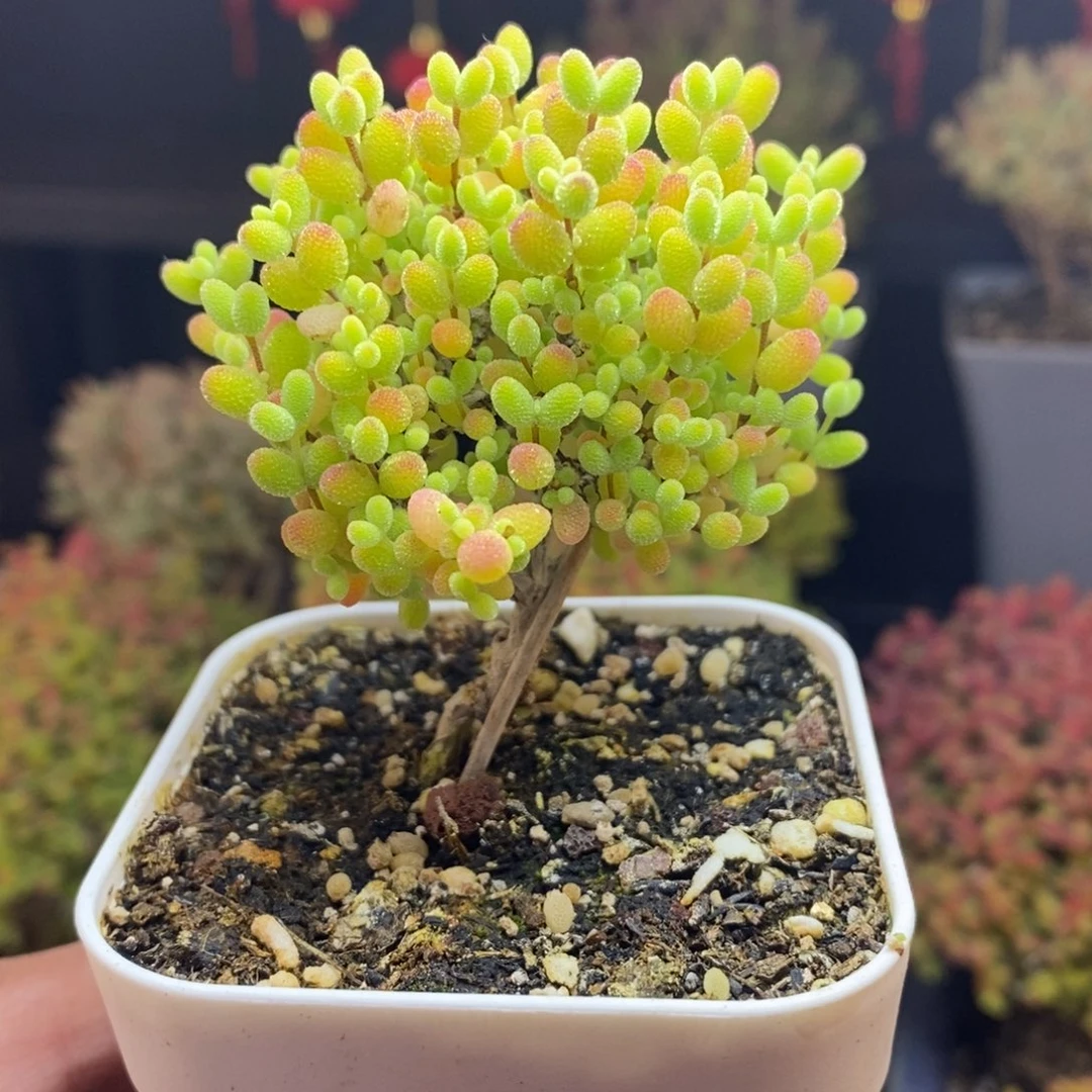 31号蜜橘糖球枝干