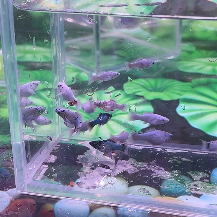 孔雀鱼奶牛玛丽球鱼苗10条送5条备损