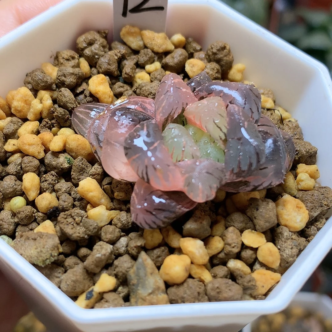 紫罗兰玉露锦带盆土发货