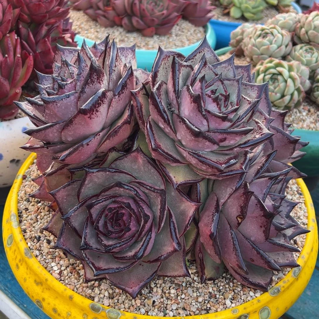 从前慢多肉精选编号0117.巨人王