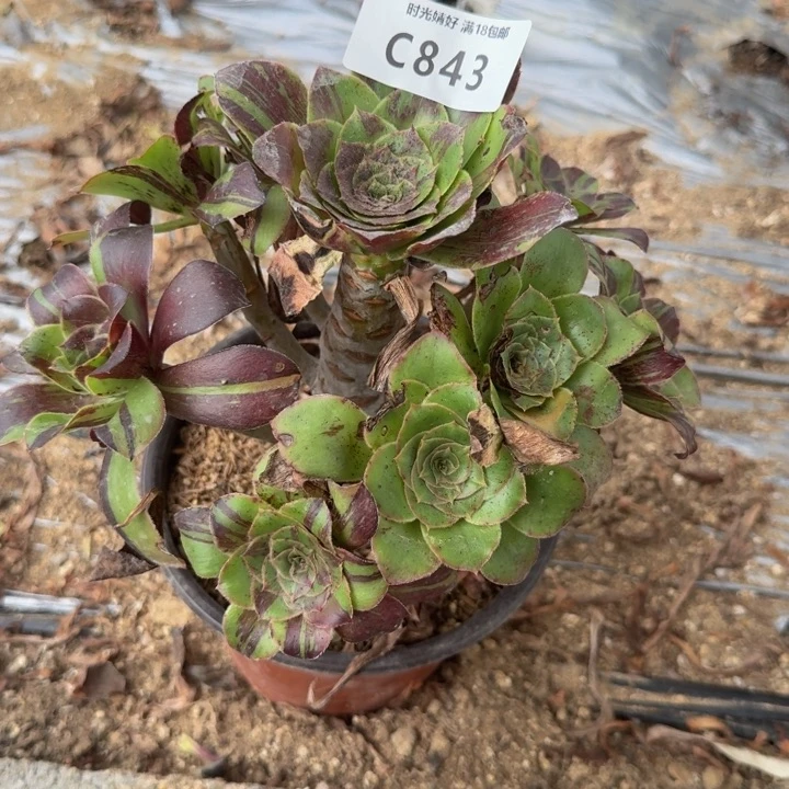 843花斑鹿 多肉植物