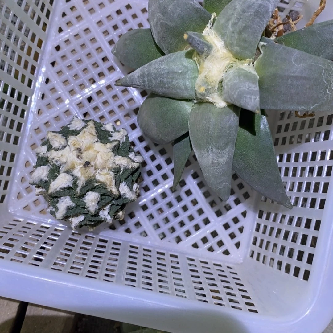 浥***尘特价福利两颗不售后
