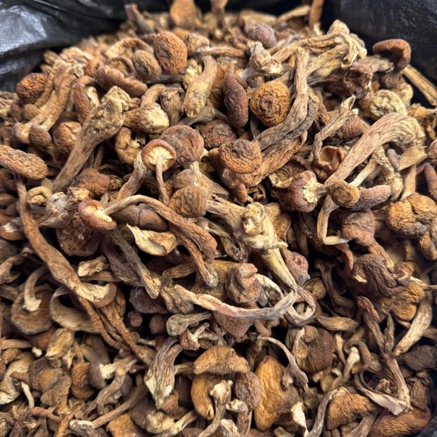 【长白山榛蘑】二茬胖芽 新菇自然晾晒 小鸡炖蘑完美搭档