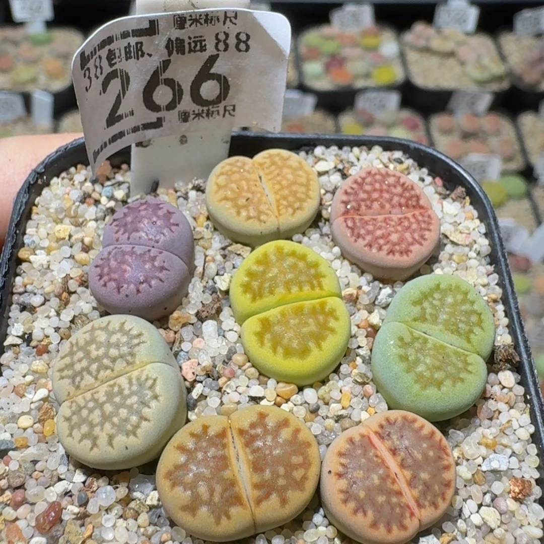 Sssss精品生石花266巴里