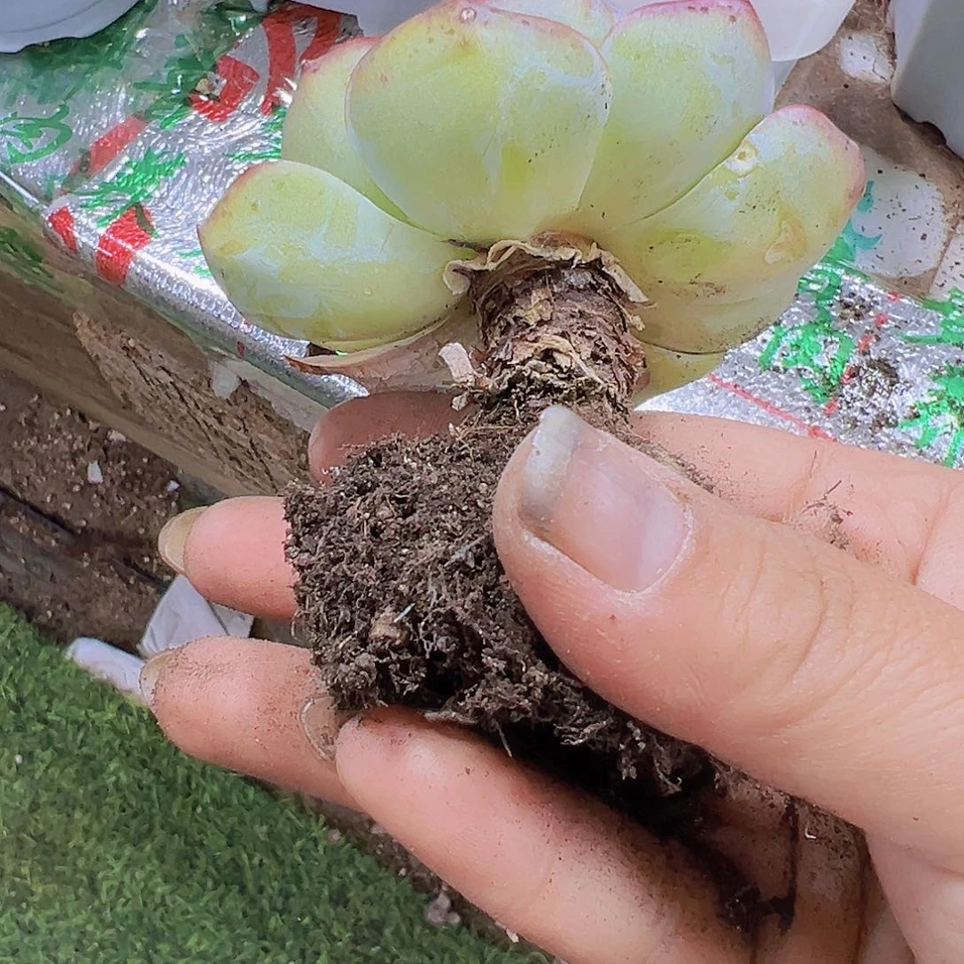 大单头粉水晶19包邮