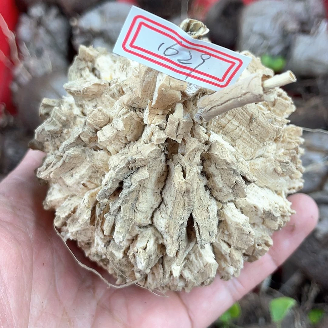 龟甲龙一物一拍1629号8.5cm