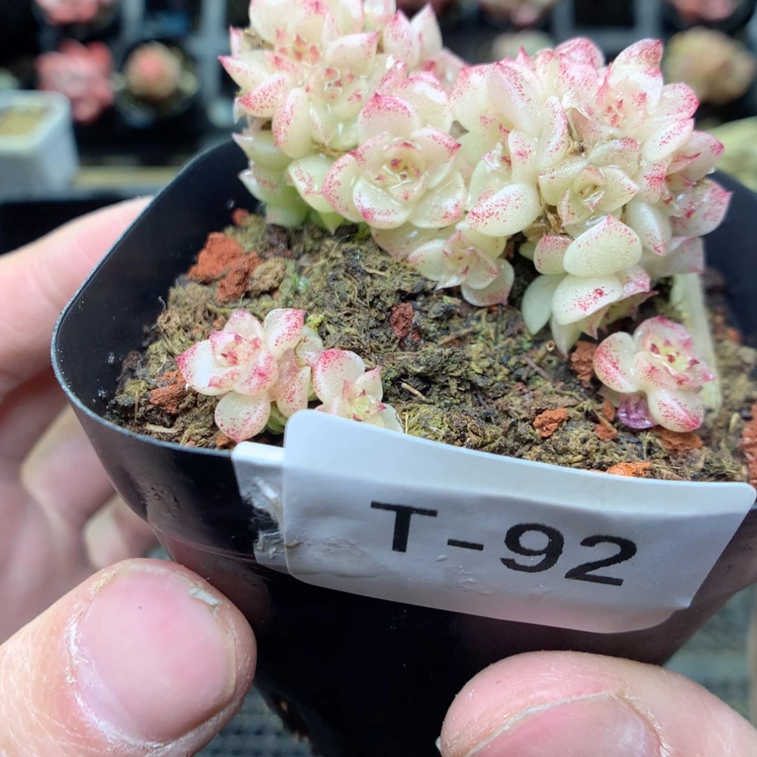 T92y y y y y y y y y y